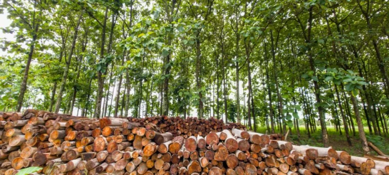 Plano Florestal fortalece a silvicultura em Goiás