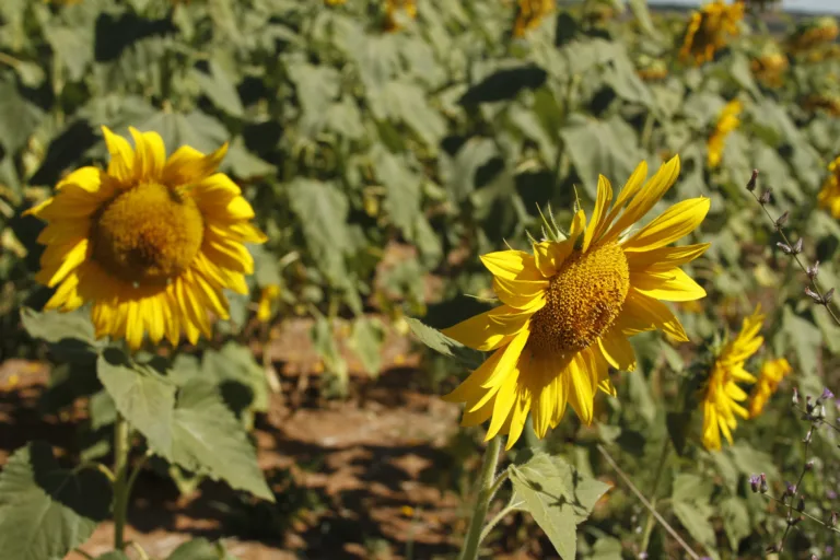 Produção agropecuária goiana de 2025 consolida estado como liderança nacional
