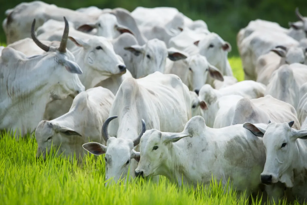 Termina nesta quinta-feira prazo da 2ª etapa da Declaração de Rebanho em Goiás