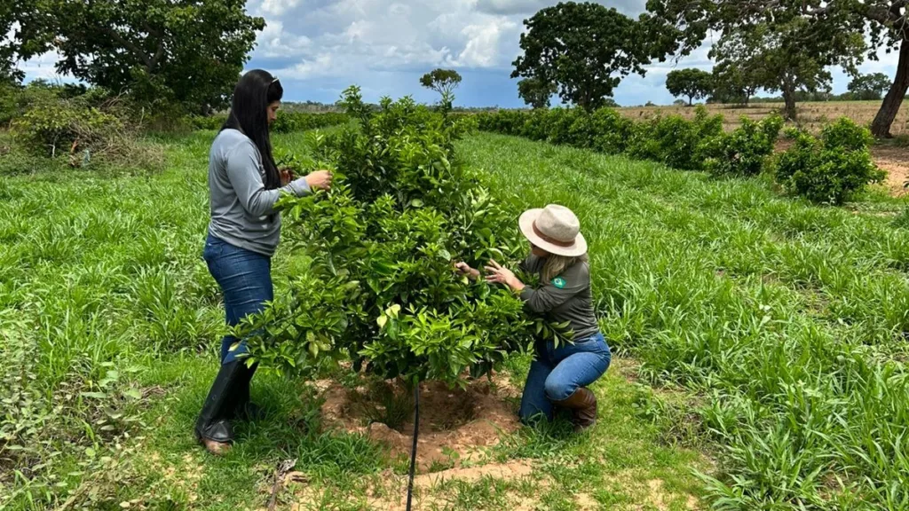 Levantamento atesta ausência de novos focos de cancro cítrico