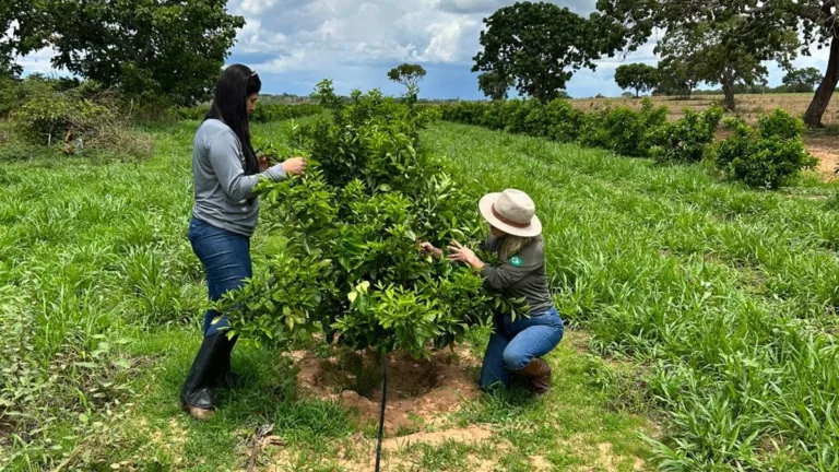 Levantamento atesta ausência de novos focos de cancro cítrico
