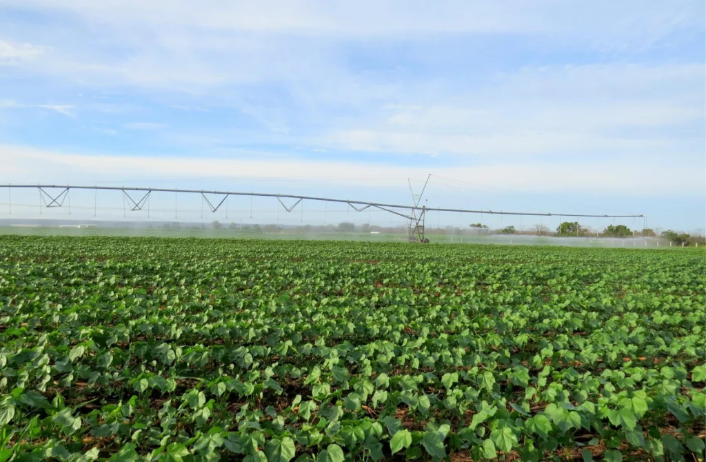Calendário de semeadura do algodão começa nesta quarta