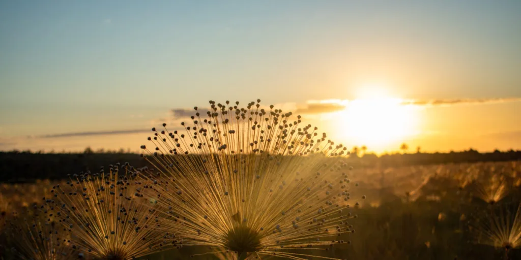 PSA Cerrado em Pé Semad