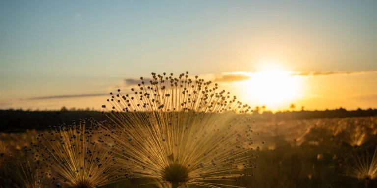 PSA Cerrado em Pé Semad