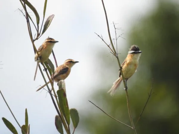 Semad investe no turismo de observação de aves na região de Alto Paraíso