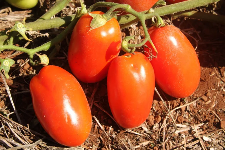 Período para transplantio do tomate começa neste domingo