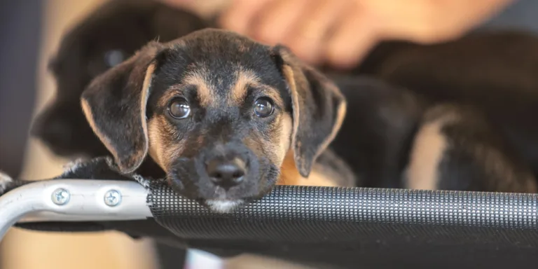 Convívio com animais e ações educativas ensinam a combater violência