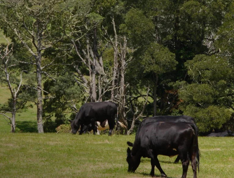 Produtor rural tem prazo para regularizar Domicílio Tributário Eletrônico