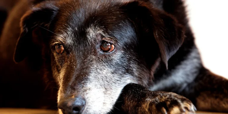 Rio ganha Núcleo de Proteção e Defesa dos Animais