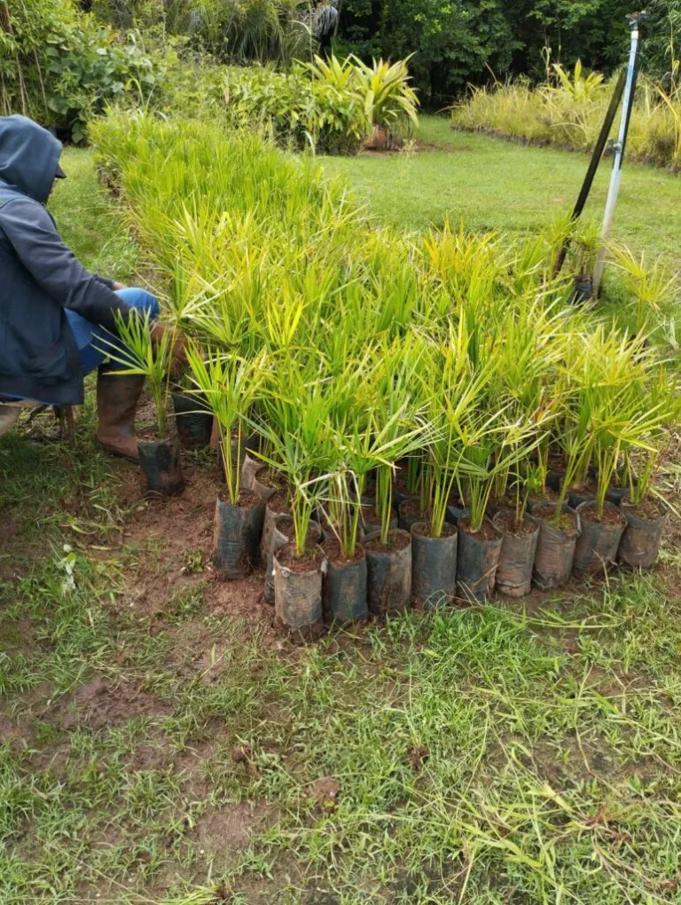 Goiânia + Verde oferece à população plantio de espécies nativas do Cerrado em áreas públicas e calçadas