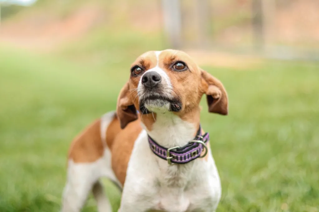 Senador Canedo abre inscrições para castração gratuita de cães e gatos