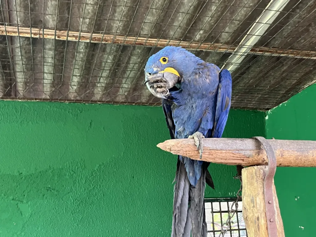 Zoológico de Goiânia registra nascimento inédito de araras-azuis em cativeiro