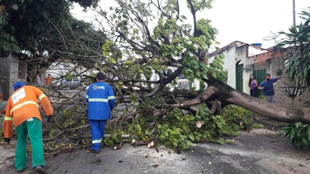 Comurg orienta população a usar aplicativo oficial para solicitação de serviços após chuvas