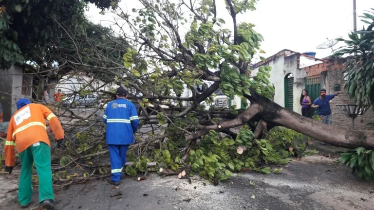 Comurg orienta população a usar aplicativo oficial para solicitação de serviços após chuvas