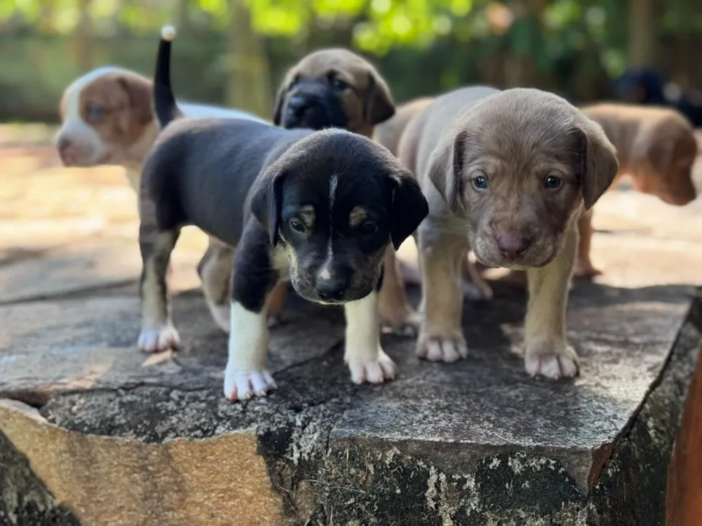 Prefeitura lança campanha para incentivar e ampliar lares temporários de animais em Goiânia