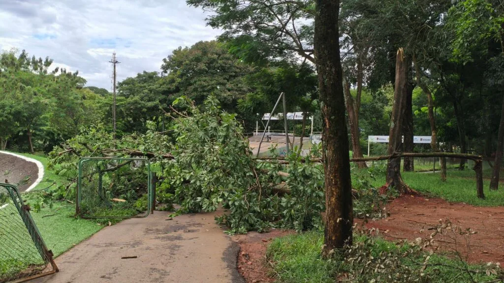 Amma registra queda de 33 árvores em 7 parques durante temporal