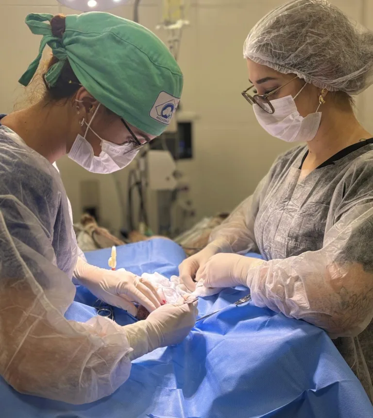 UPAVet ultrapassa 13 mil atendimentos nos primeiros três meses de 2026