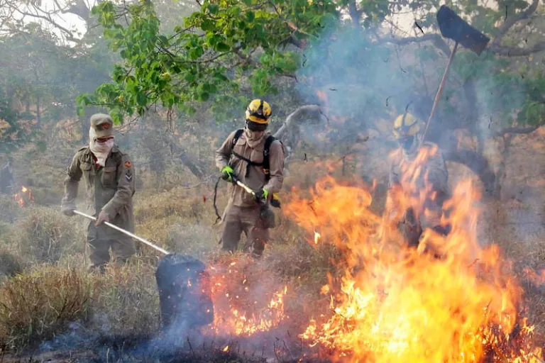 Governo lança chamada pública para projetos que visam prevenir incêndios no Cerrado