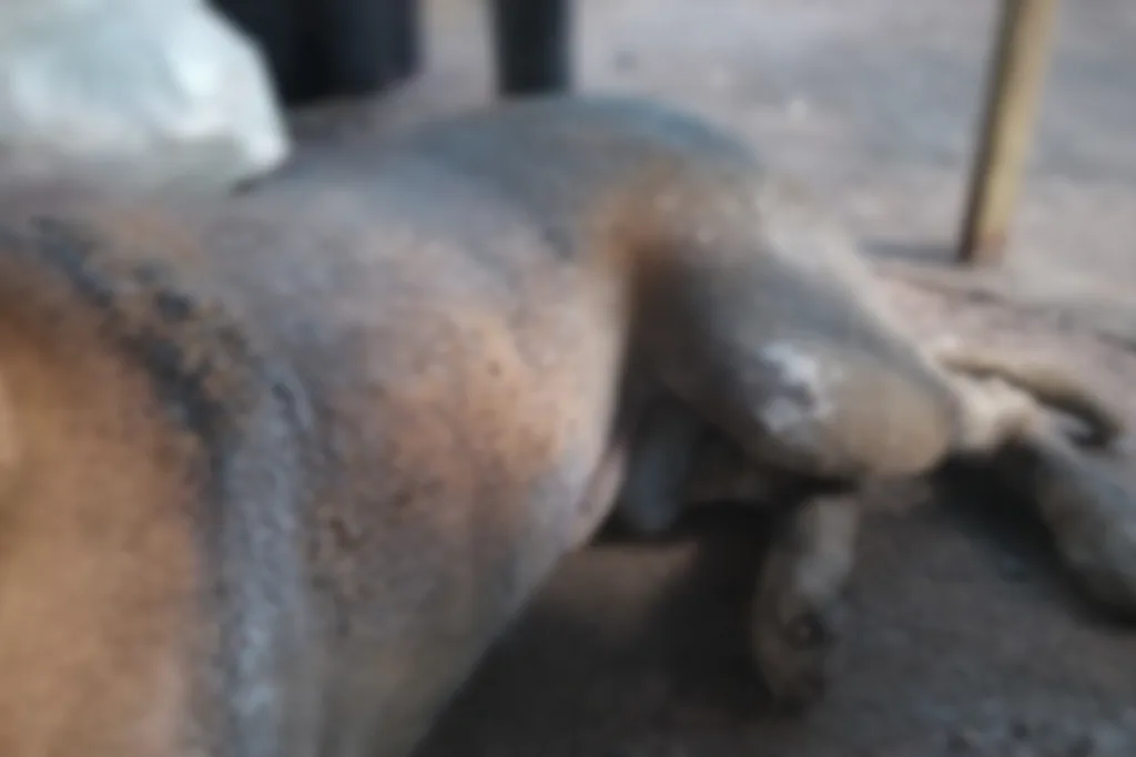 Homem é preso por atear fogo em cachorro em Aparecida de Goiânia, GO