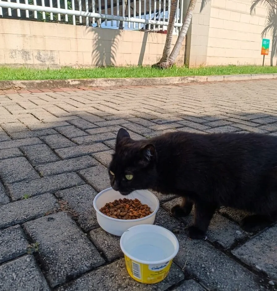 TJGO mantém multa a moradora por alimentar gata em área comum de condomínio; ela diz que vai ao STJ contra a decisão