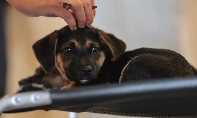 Lei define guarda compartilhada de pets; quando não houver acordo, juiz decidirá futuro do animal