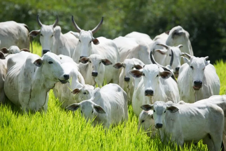 Declaração de Rebanho 2026: primeira etapa começará em 1º de maio e terá prazo de 31 dias em Goiás