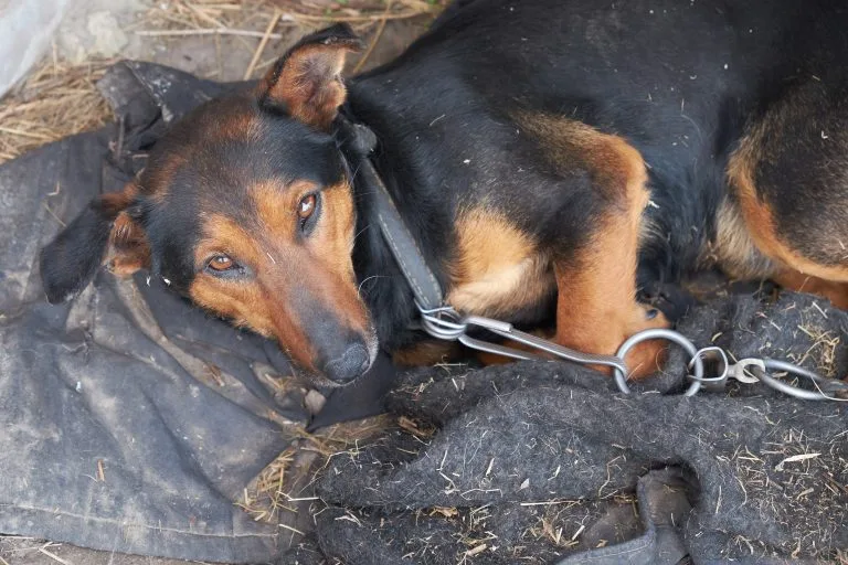Avança proposta que prevê demissão por justa causa para condenados por maus-tratos contra animais