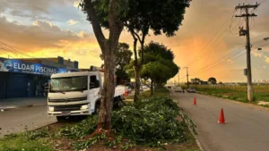 Comurg intensifica poda preventiva para reduzir risco de quedas de árvores