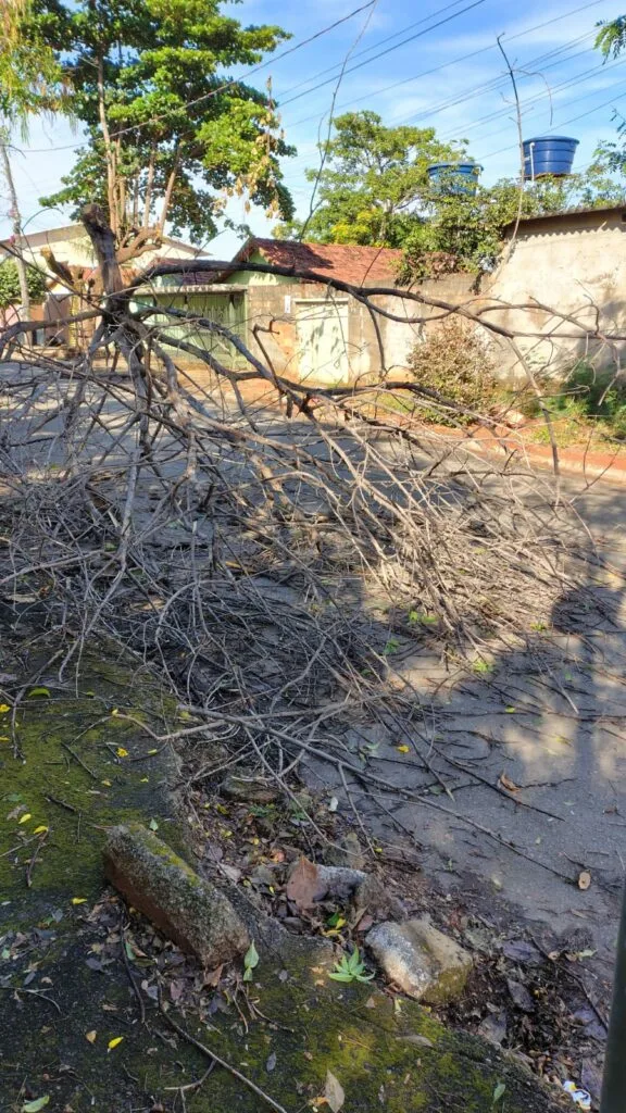 Equipes da Comurg trabalham desde a tarde de domingo em ocorrências de queda de árvores e galhos, remoção de resíduos e limpeza de pontes após temporal