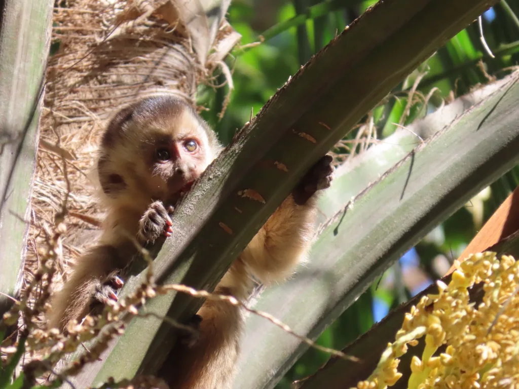Pesquisa da USP com apoio da Amma orienta convivência segura com macacos-prego no Parque Areião