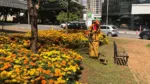 Goiânia: Comurg faz paisagismo em mais de 90 locais da capital