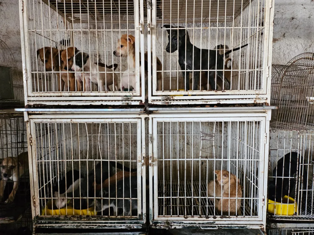 Amma atende denúncia de maus-tratos e acompanha operação em pet shop de Goiânia