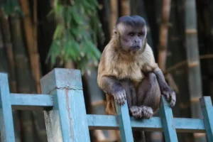 Prefeitura de Goiânia alerta sobre riscos de alimentar animais silvestres em parques e áreas públicas