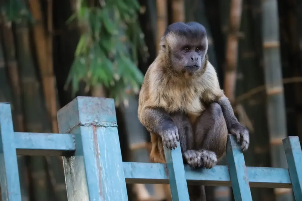 Prefeitura de Goiânia reforça alerta para não alimentar macacos em parques.