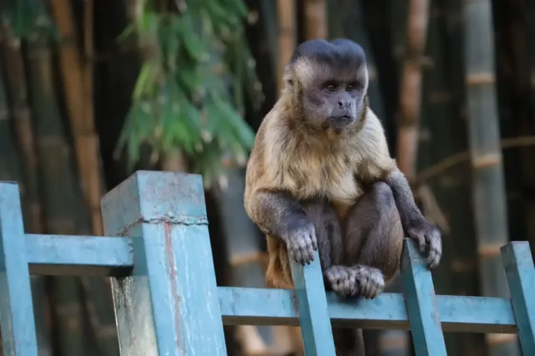 Prefeitura de Goiânia reforça alerta para não alimentar macacos em parques.