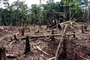 AGU lança programa para regularização de dívidas com o Ibama com descontos de até 50%