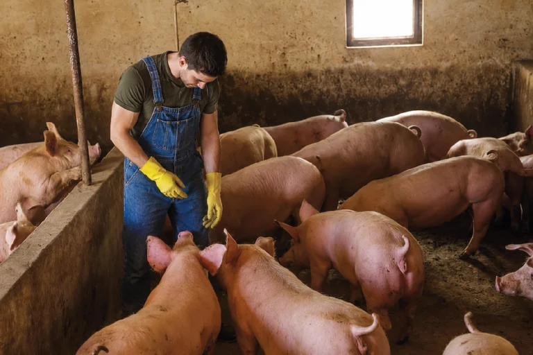 Exposição a agentes biológicos no trabalho rural é hipótese de adicional de insalubridade, decide TRT-GO