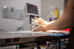 Anápolis inicia castração gratuita de cães e gatos com microchipagem.