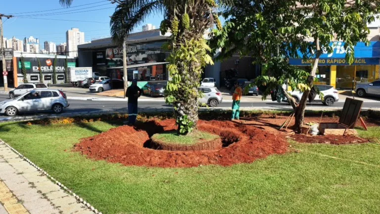 Comurg inicia transplante de árvores da Praça Ciro Lisita para preservar patrimônio ambiental