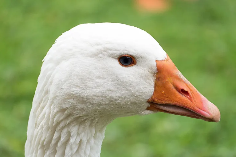 Lei sancionada proíbe produção de alimentos obtidos por meio da alimentação forçada de animais