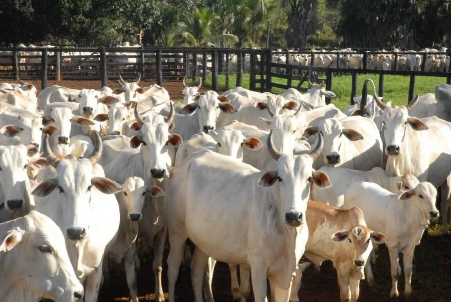 Pecuarista obtém liminar para suspender cobrança de R$ 2,3 milhões em dívidas rurais e vender rebanho dado em garantia