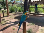 Zoológico de Goiânia adapta manejo de animais por variação de temperatura
