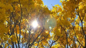 Com cerca de 50 mil exemplares, ipês transformam paisagem de Goiânia durante período de floração
