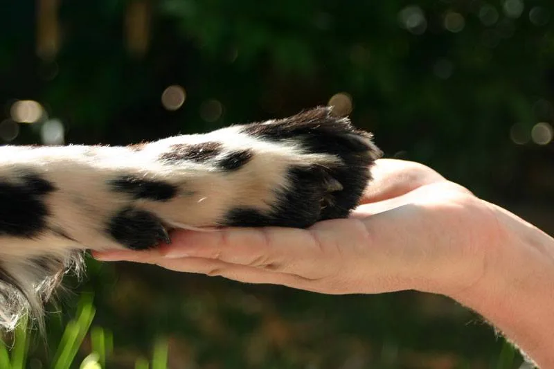 Comissão aprova PL que garante livre circulação de animais nas áreas comuns de condomínios