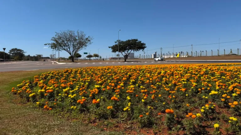 Comurg adota plano específico para manter canteiros floridos em meses de estiagem