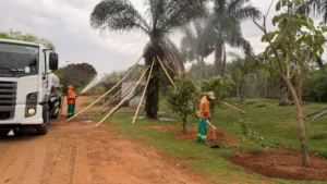 Ipê e bacuri da Praça Ciro Lisita seguem em recuperação
