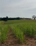 Juiz de Orizona suspende dois leilões de área rural onde casal mora e trabalha
