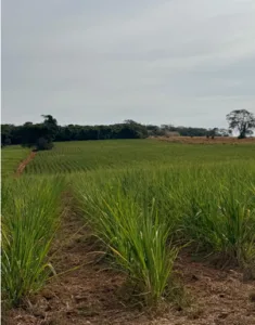 Justiça suspende leilões de pequena propriedade rural dada em alienação fiduciária em Orizona