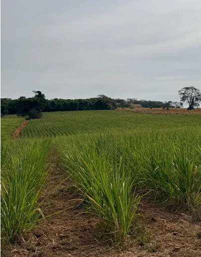 Justiça suspende leilões de pequena propriedade rural dada em alienação fiduciária em Orizona