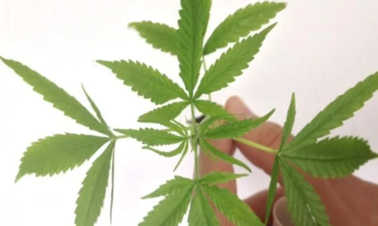STJ assegura salvo conduto para importação de sementes e cultivo de Cannabis para uso medicinal